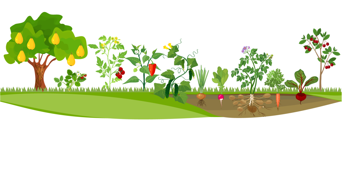 Овощи на грядке вектор
