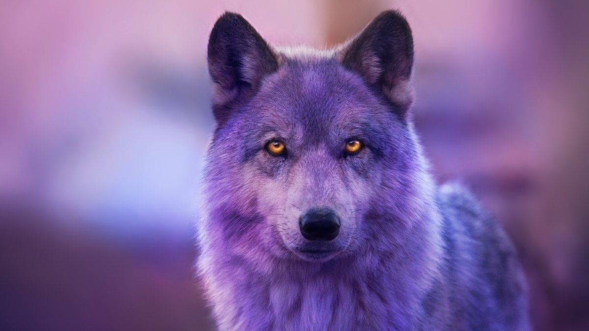 Красный волк обои