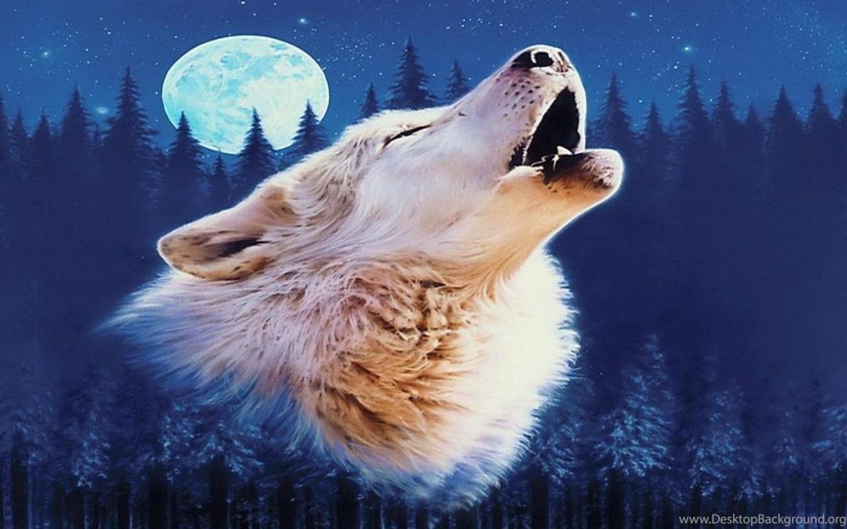 Волк воет на луну