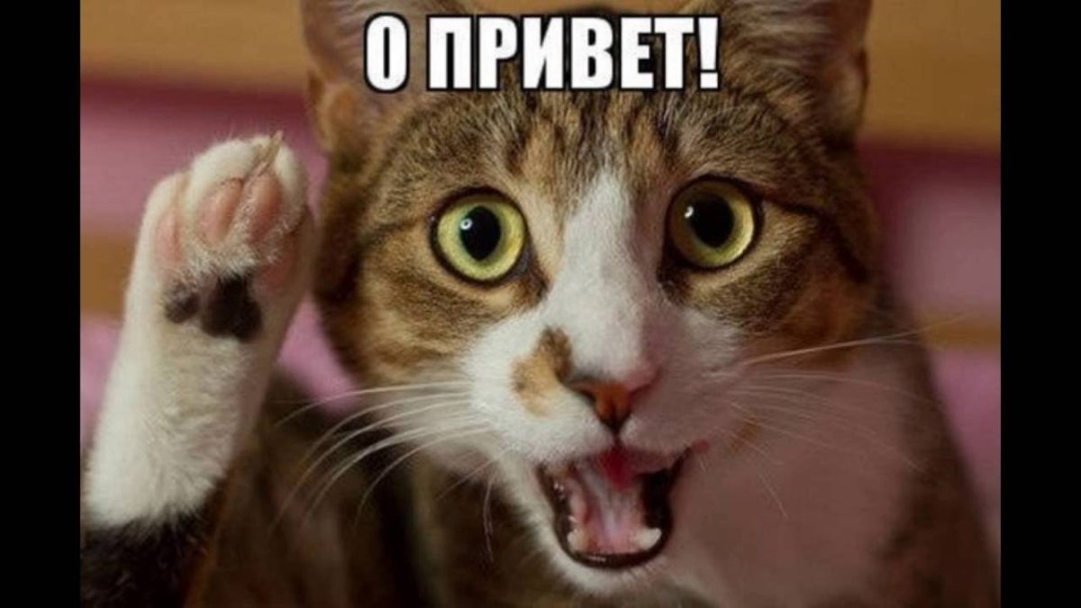 Здравствуйте гифки