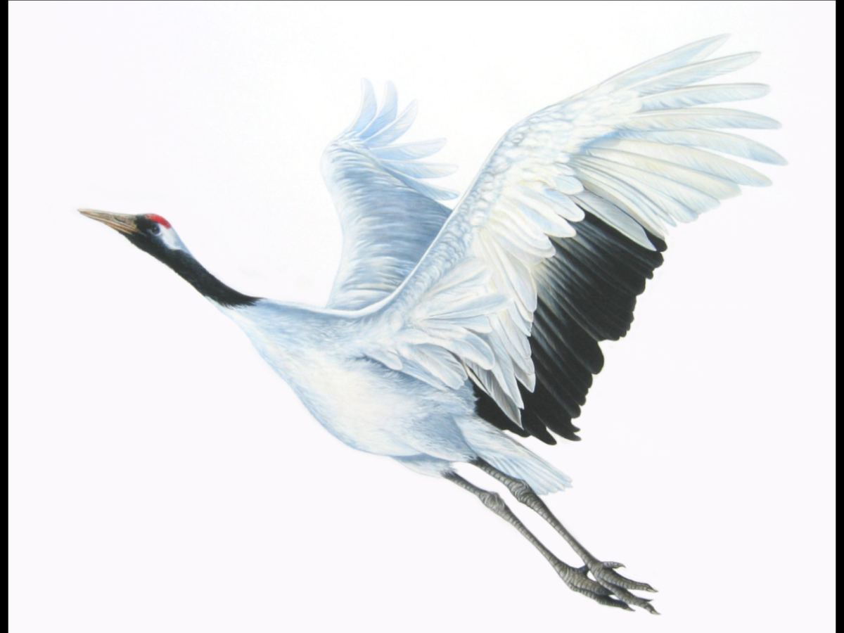 Журавль на белом фоне