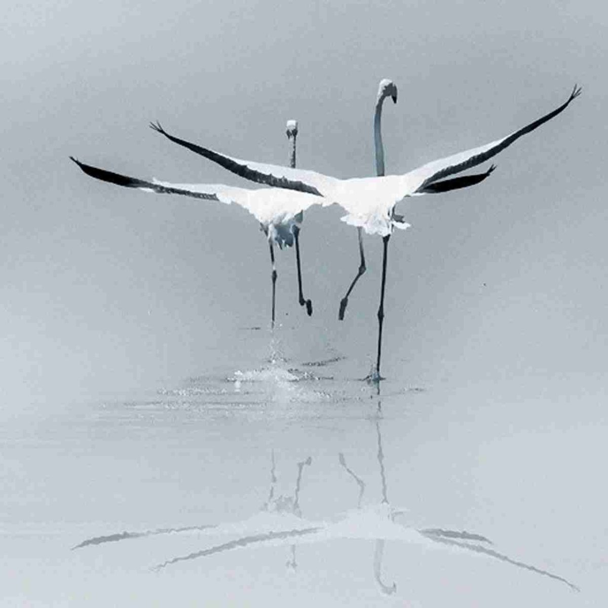 Журавль Эстетика