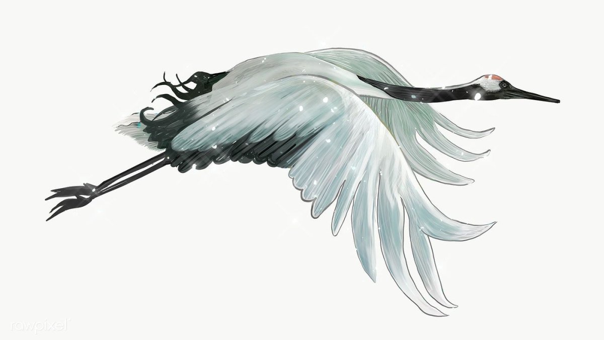 Журавль на белом фоне