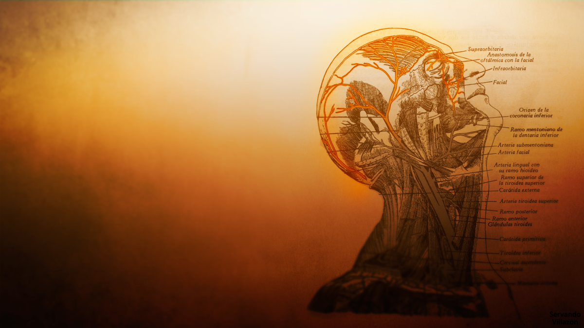 Обои на рабочий стол анатомия