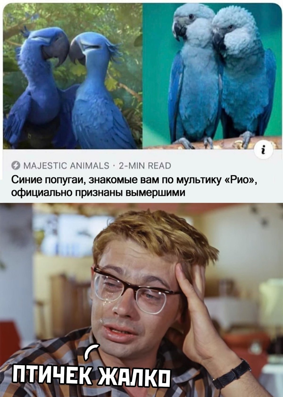 Птичку жалко