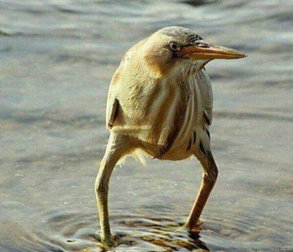 Венценосный мухоед птица