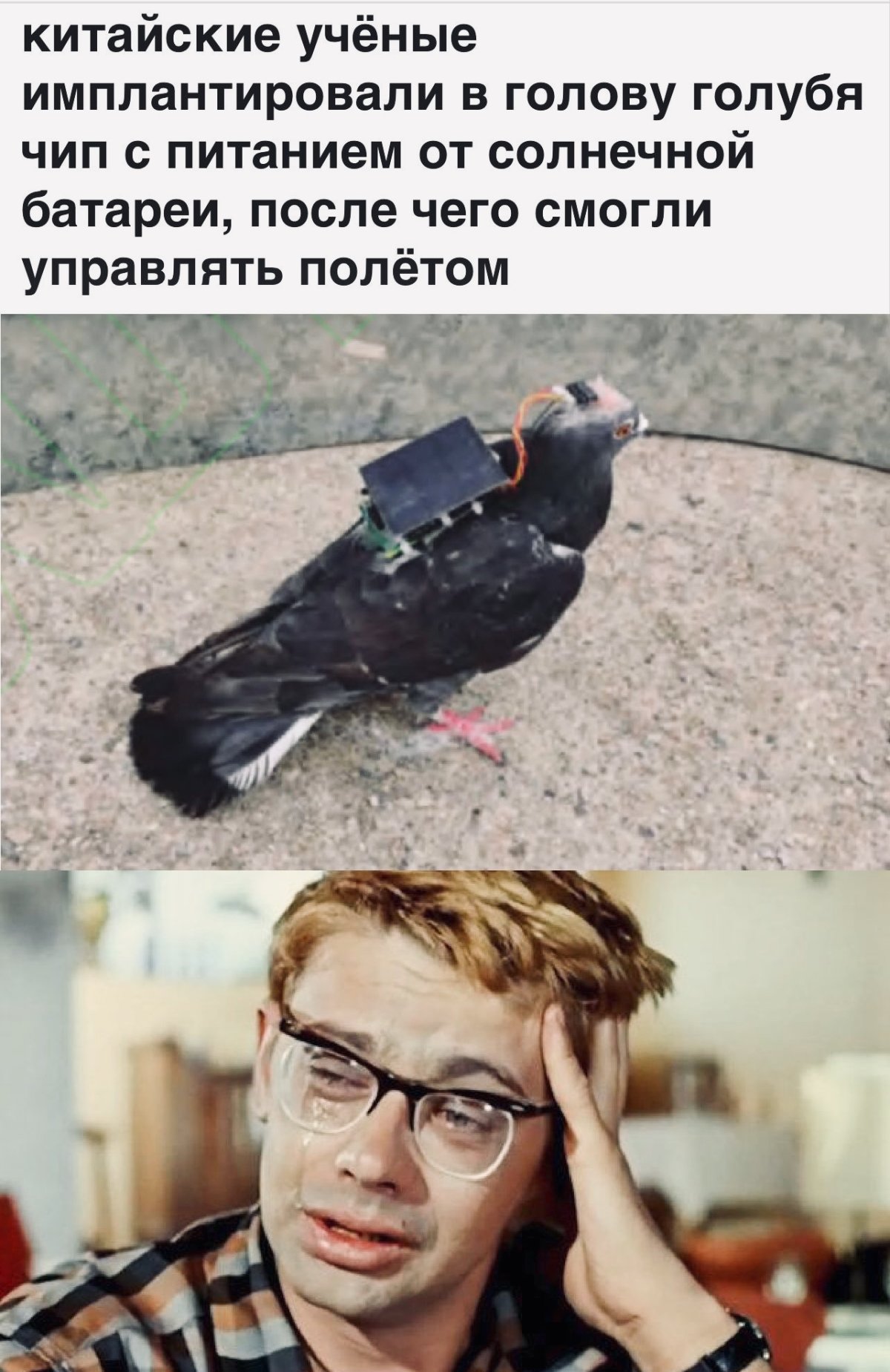Птичку жалко
