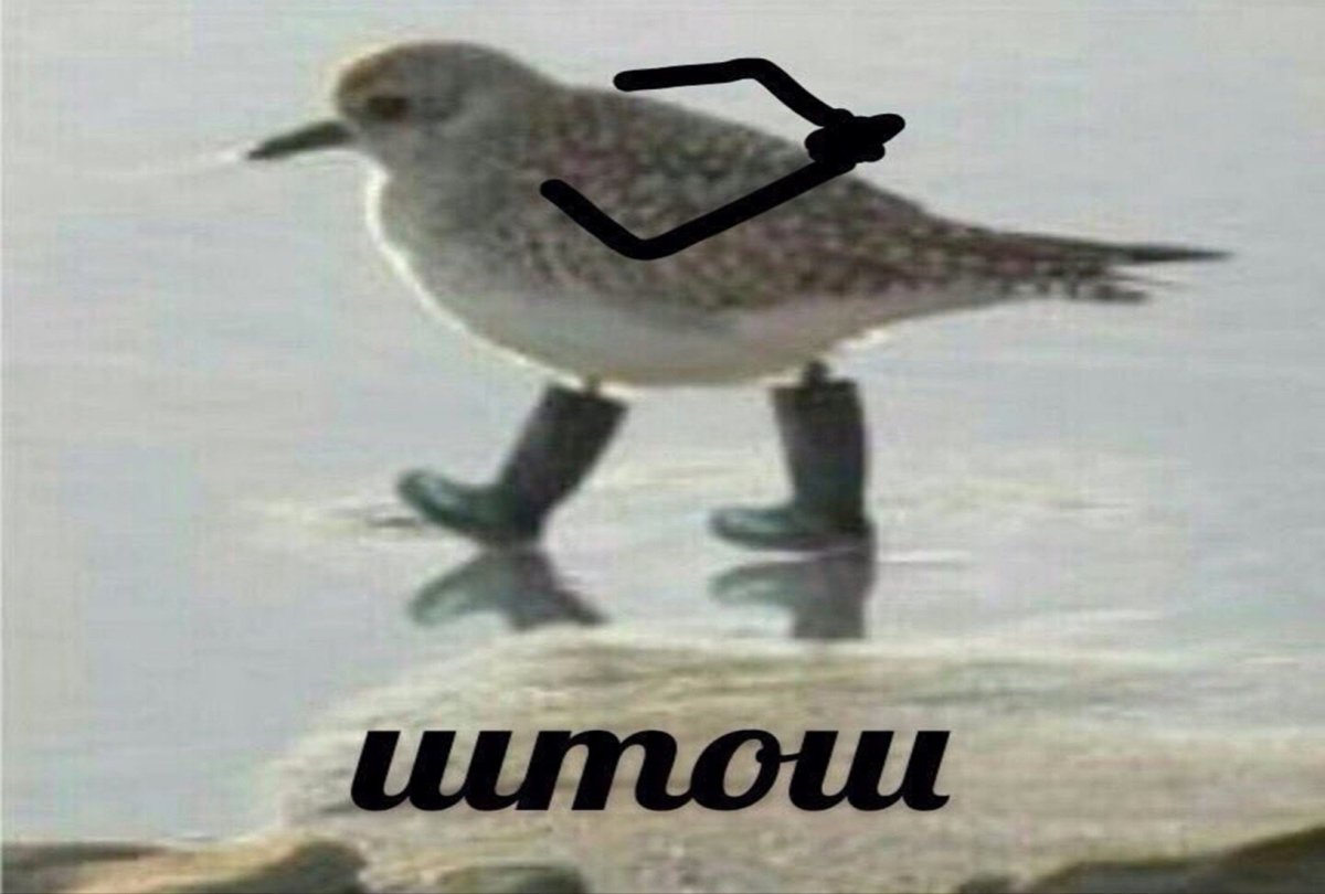 Шутки про голубей