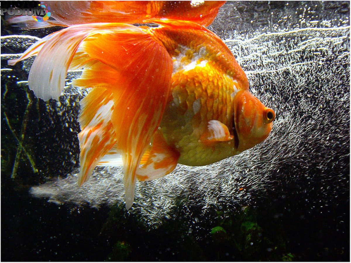 Карп кои вуалехвост