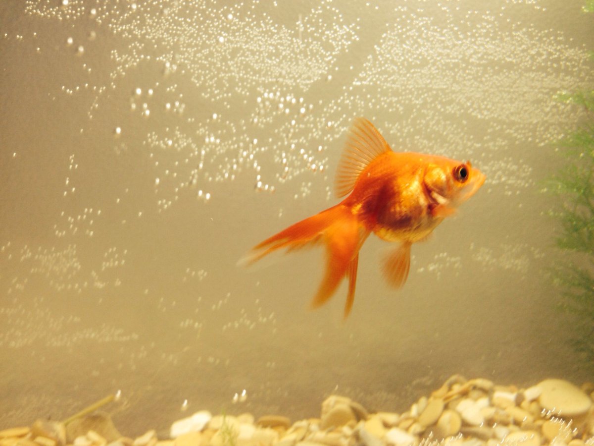 Джикин Золотая рыбка