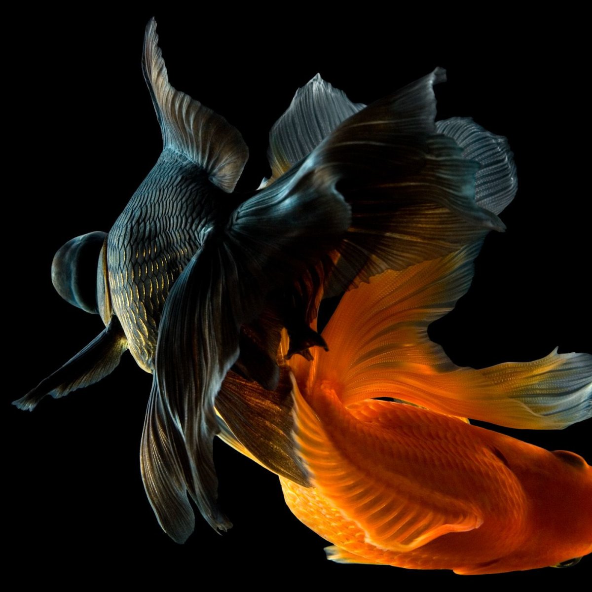 Красивые рыбки на черном фоне