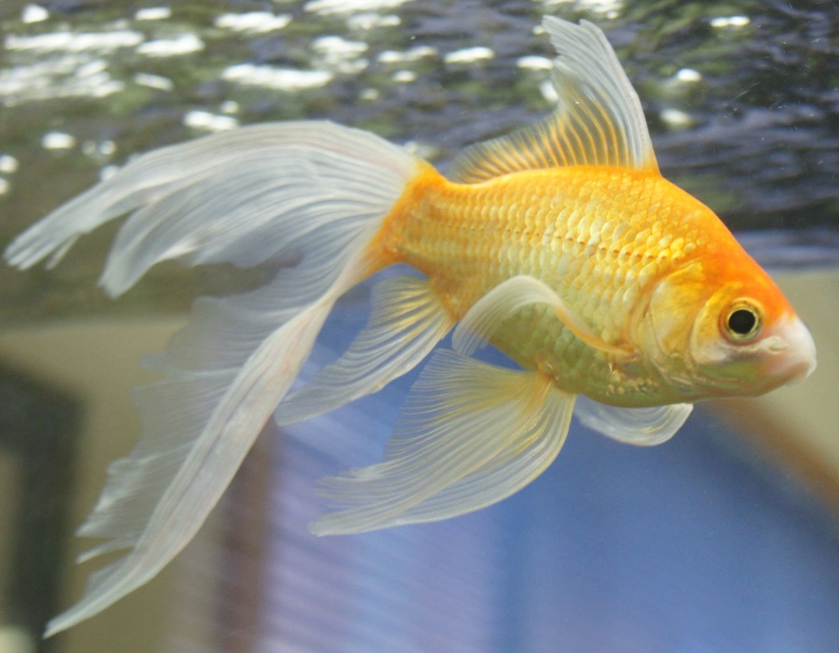 Золотая рыбка Комета вуалехвост