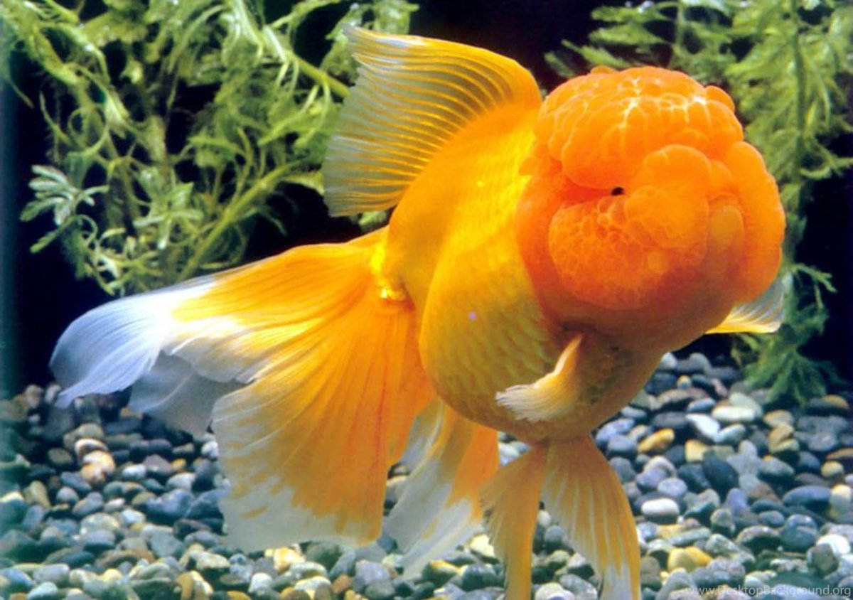 Карп кои вуалехвост