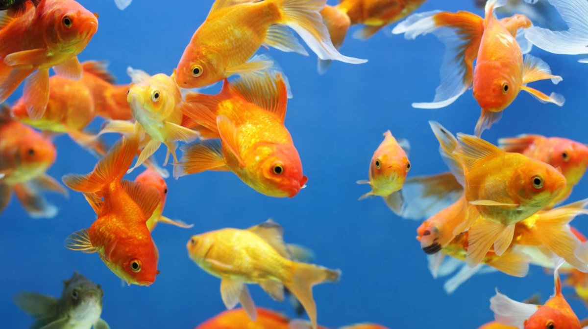 Много красивых рыб