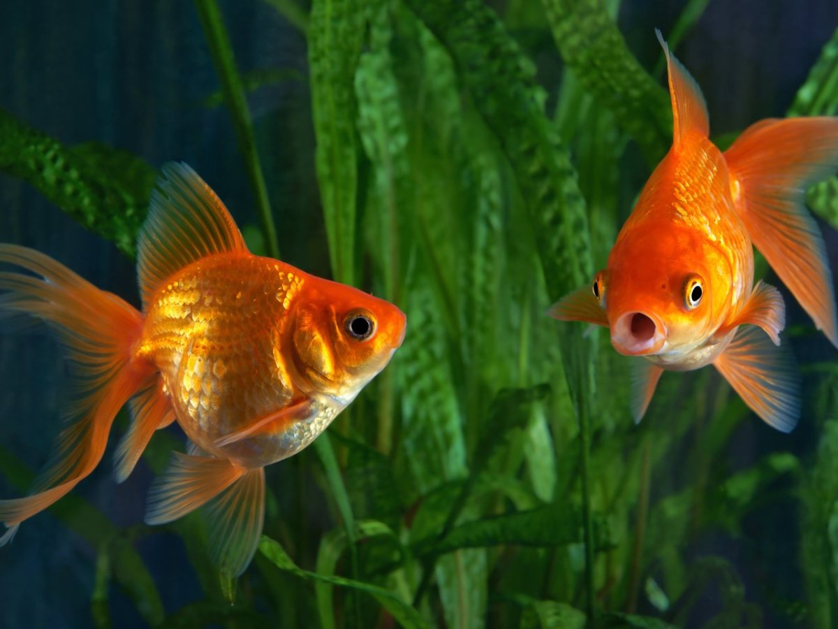 Белая Золотая рыбка вуалехвост