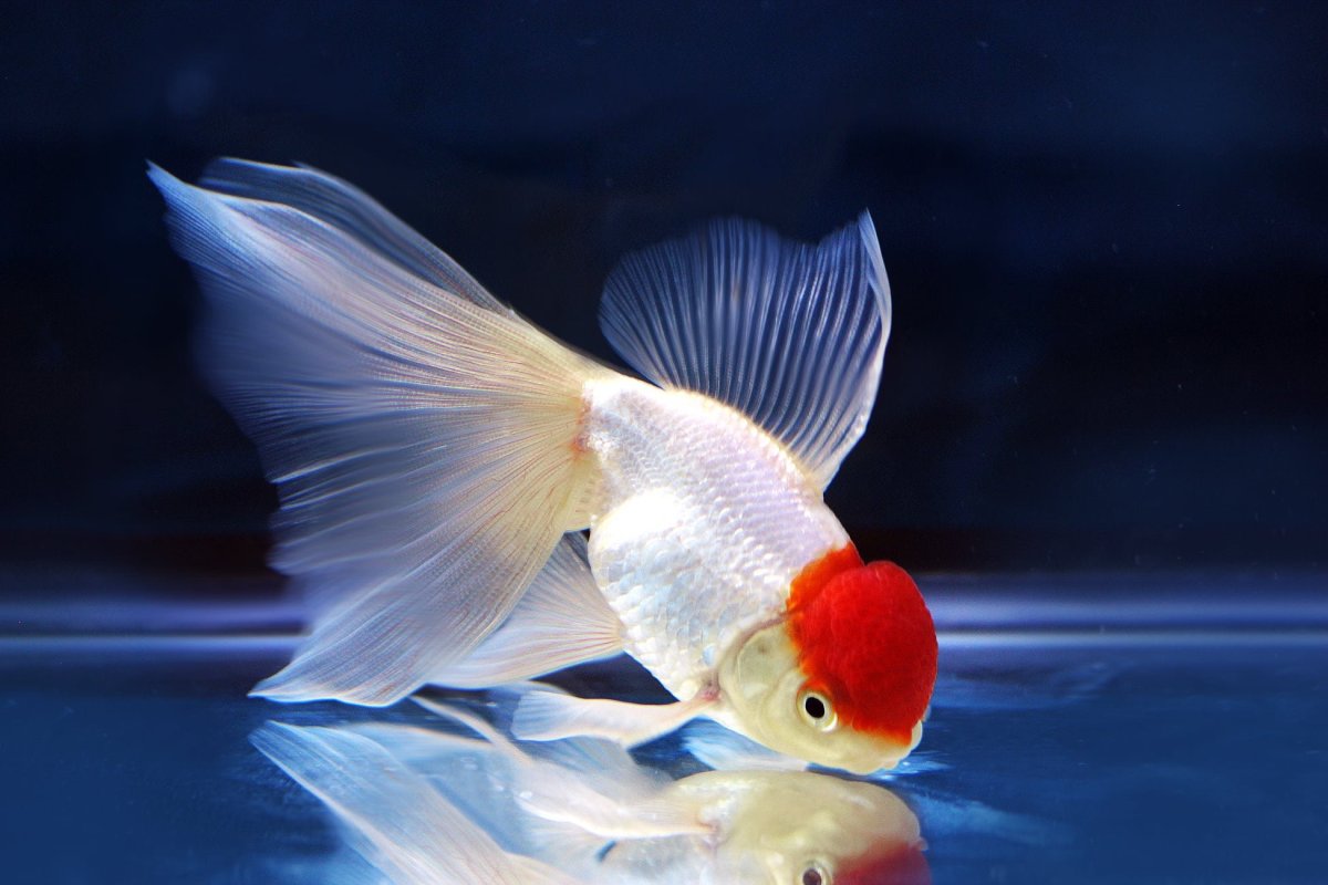 Оранда вуалехвост