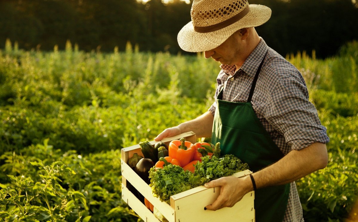 Сельское хозяйство фермерство