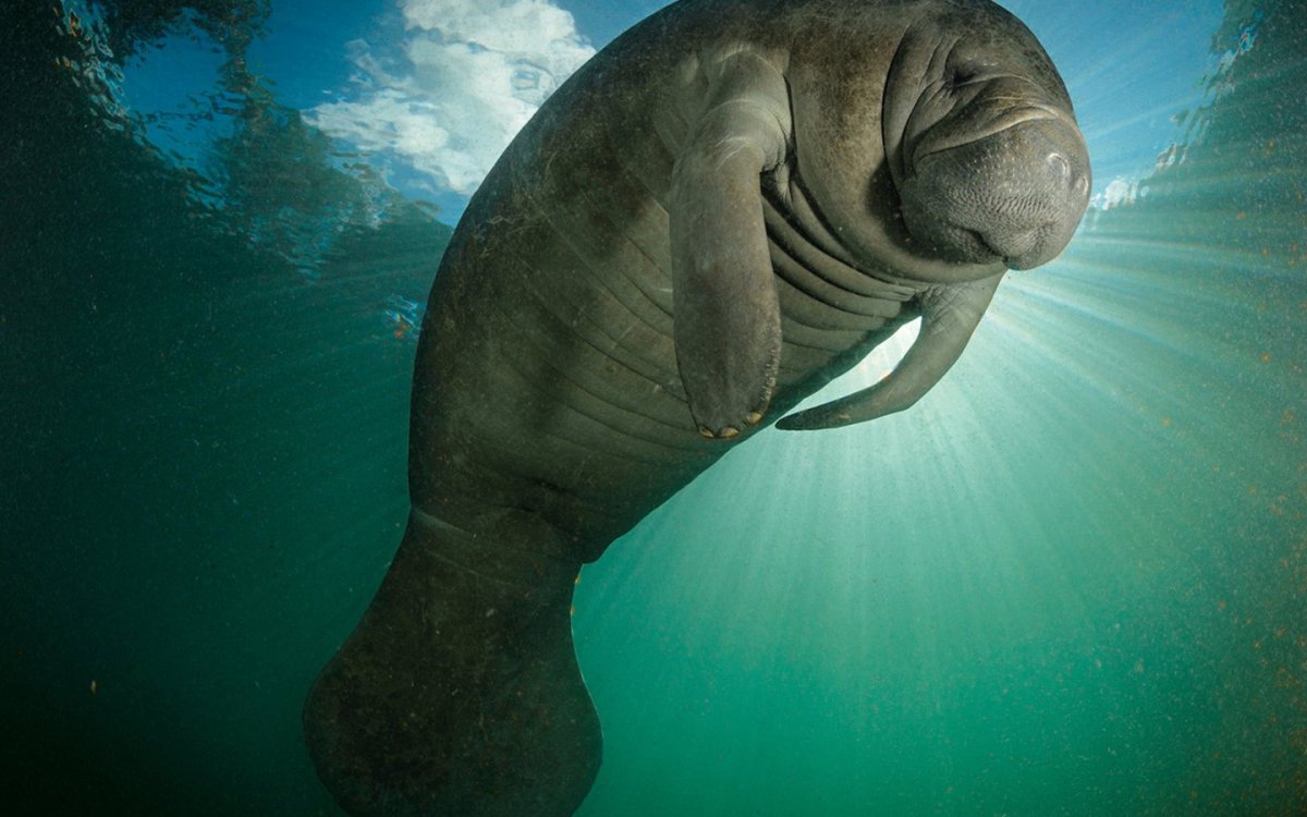 Гидродамалис Куэста