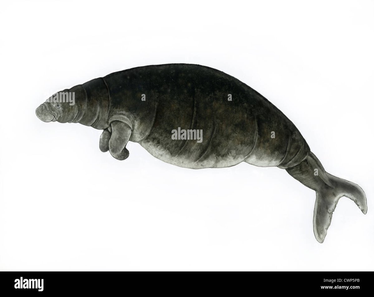 Морская корова Дюгонь Ламантин Стеллерова корова