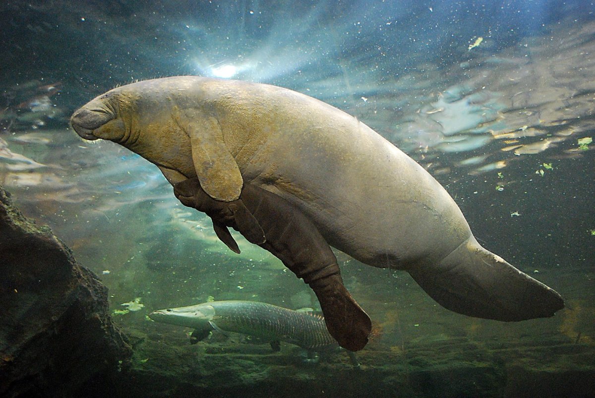 Стеллерова корова