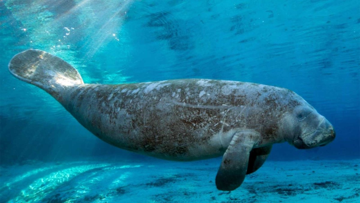 Стеллерова корова