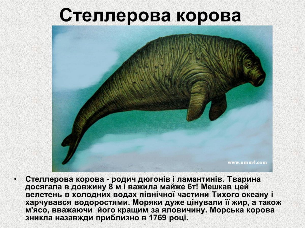 Стеллерова корова