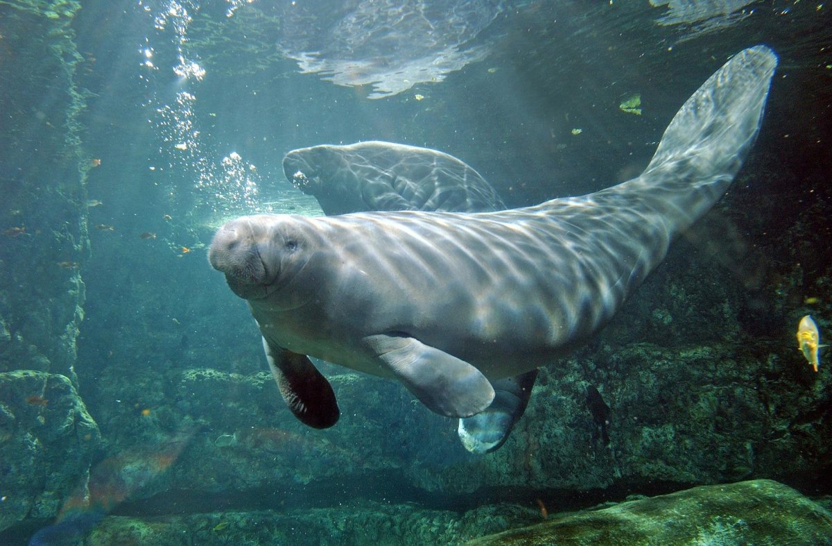 Стеллерова морская корова