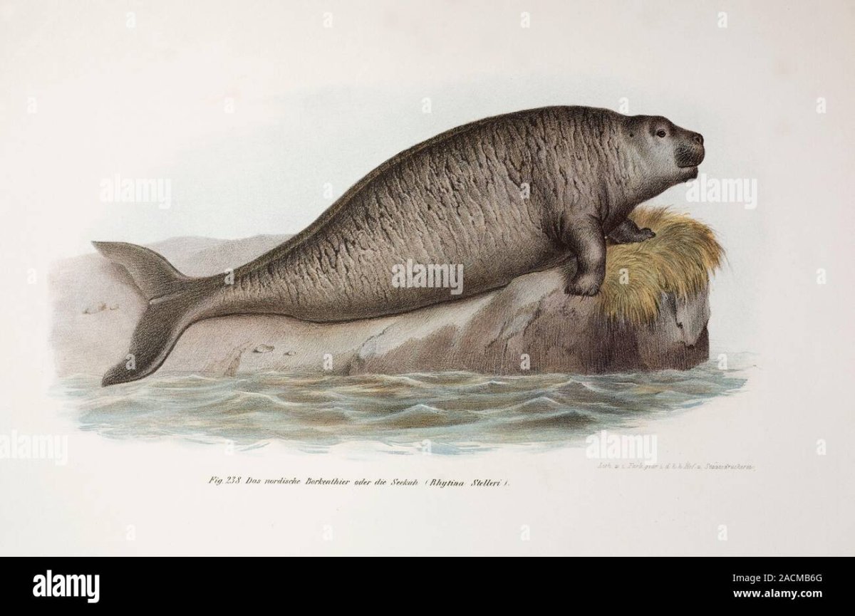 Стеллерова корова