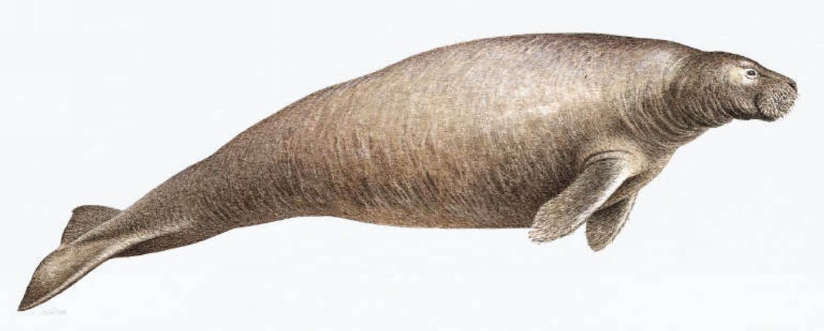 Стеллерова корова морская корова