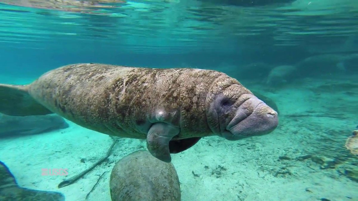 Морская корова Стеллера