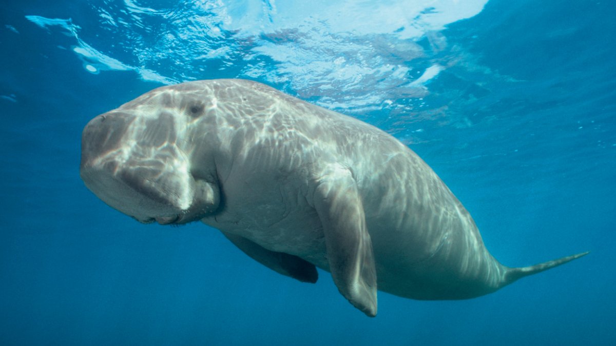 Стеллерова корова