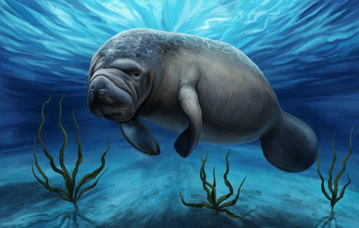 Гидродамалис Куэста