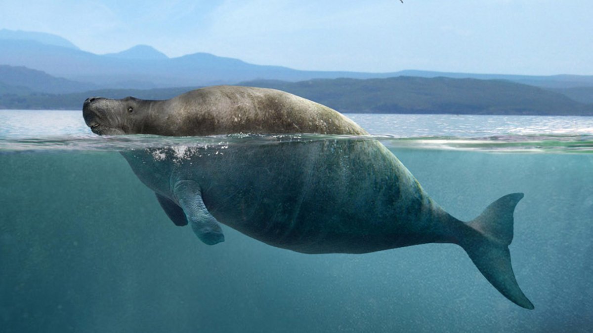 Стеллерова морская корова