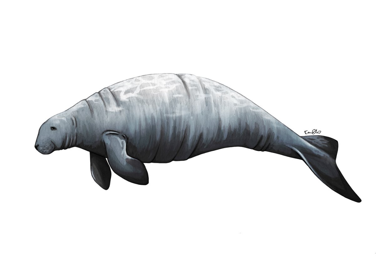 Стеллерова корова настоящее фото