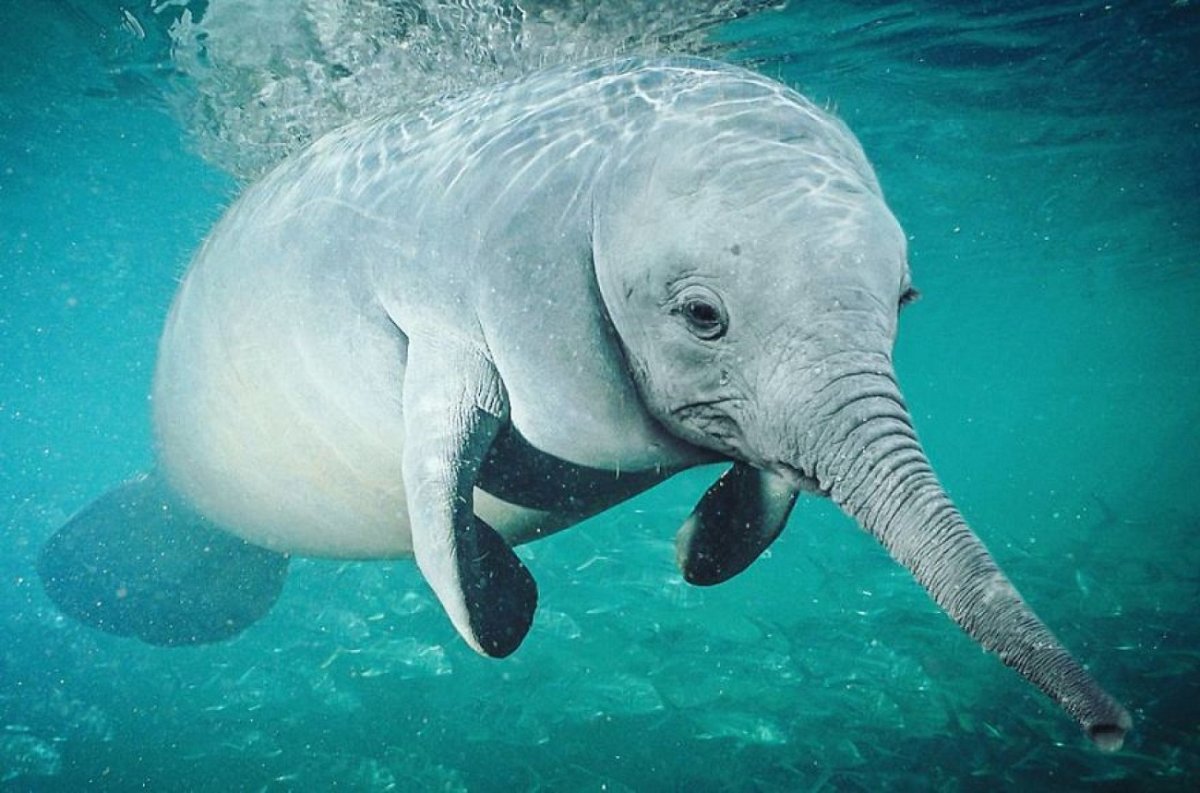 Дюгонь морская корова