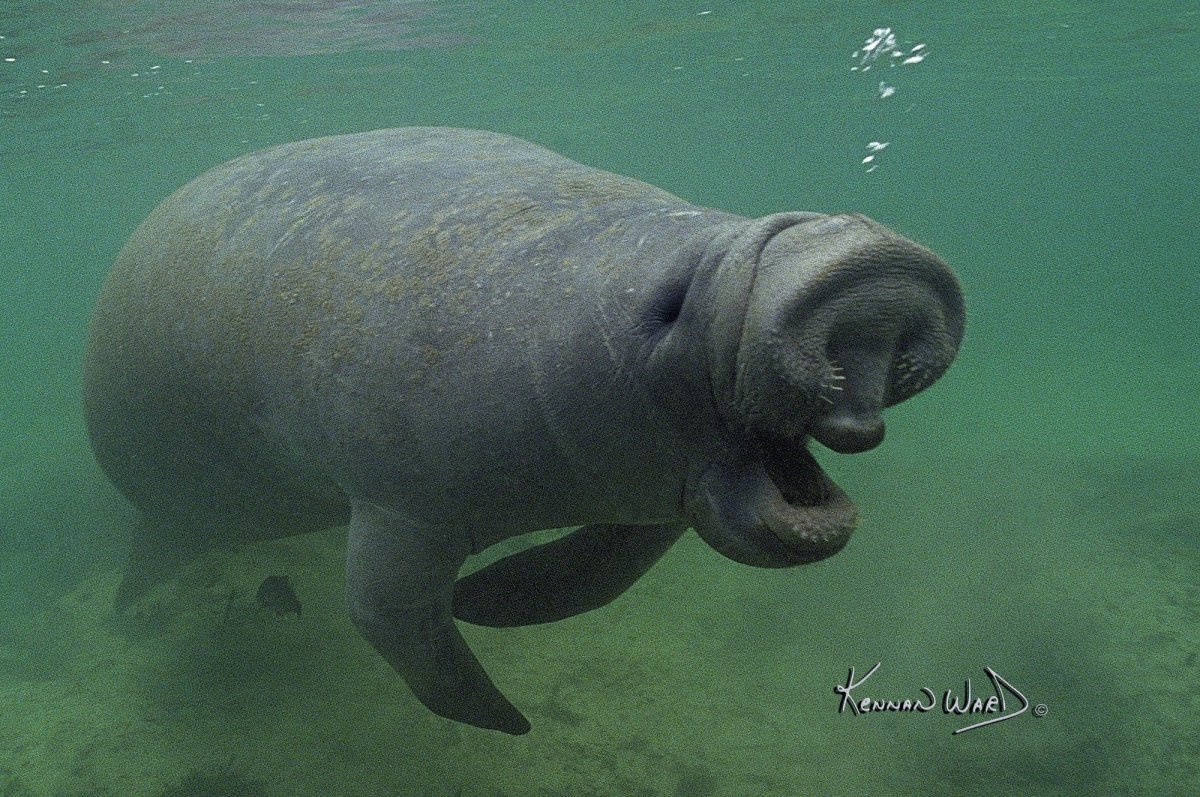 Ламантины морские млекопитающие