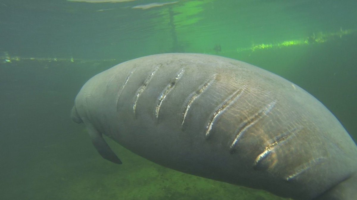 Морская корова капустница