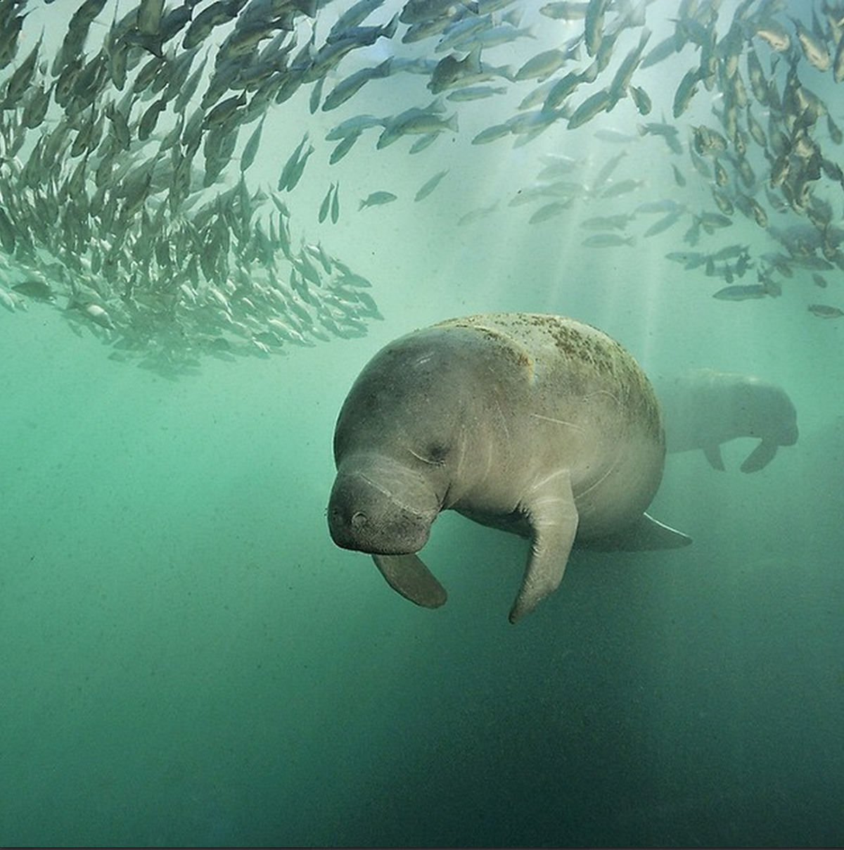 Морская корова Стеллера