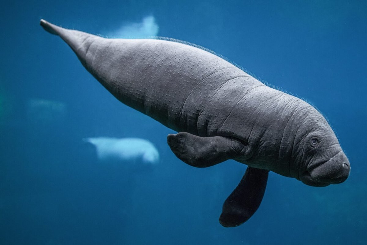 Ламантины Куба