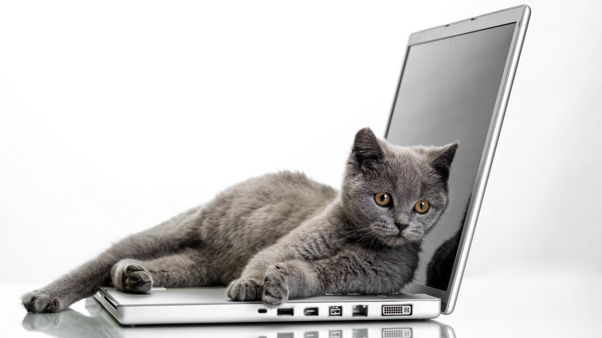 Котик за ноутбуком