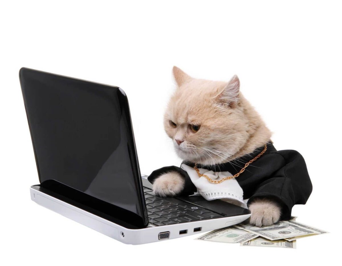 Котенок на ноутбуке