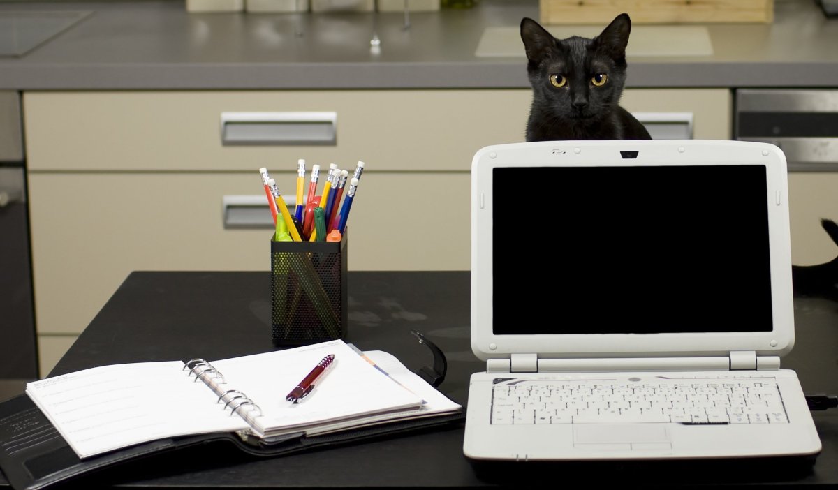 Кот с ноутбуком