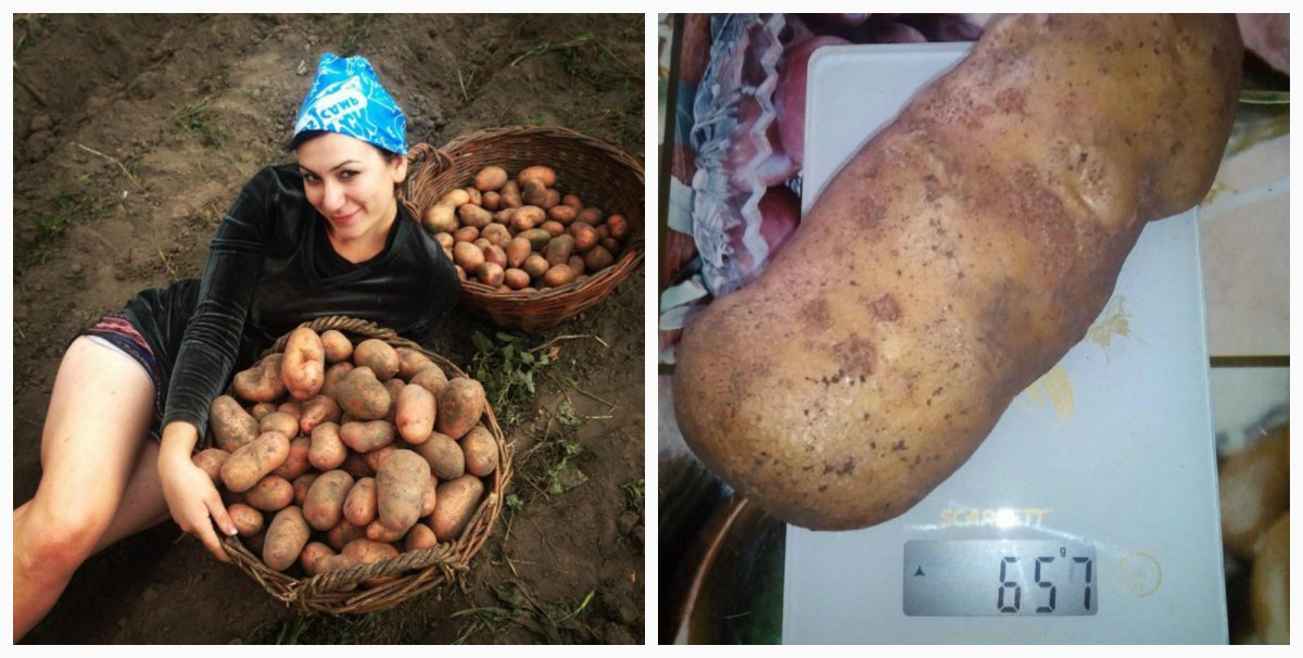 Смешная картошка