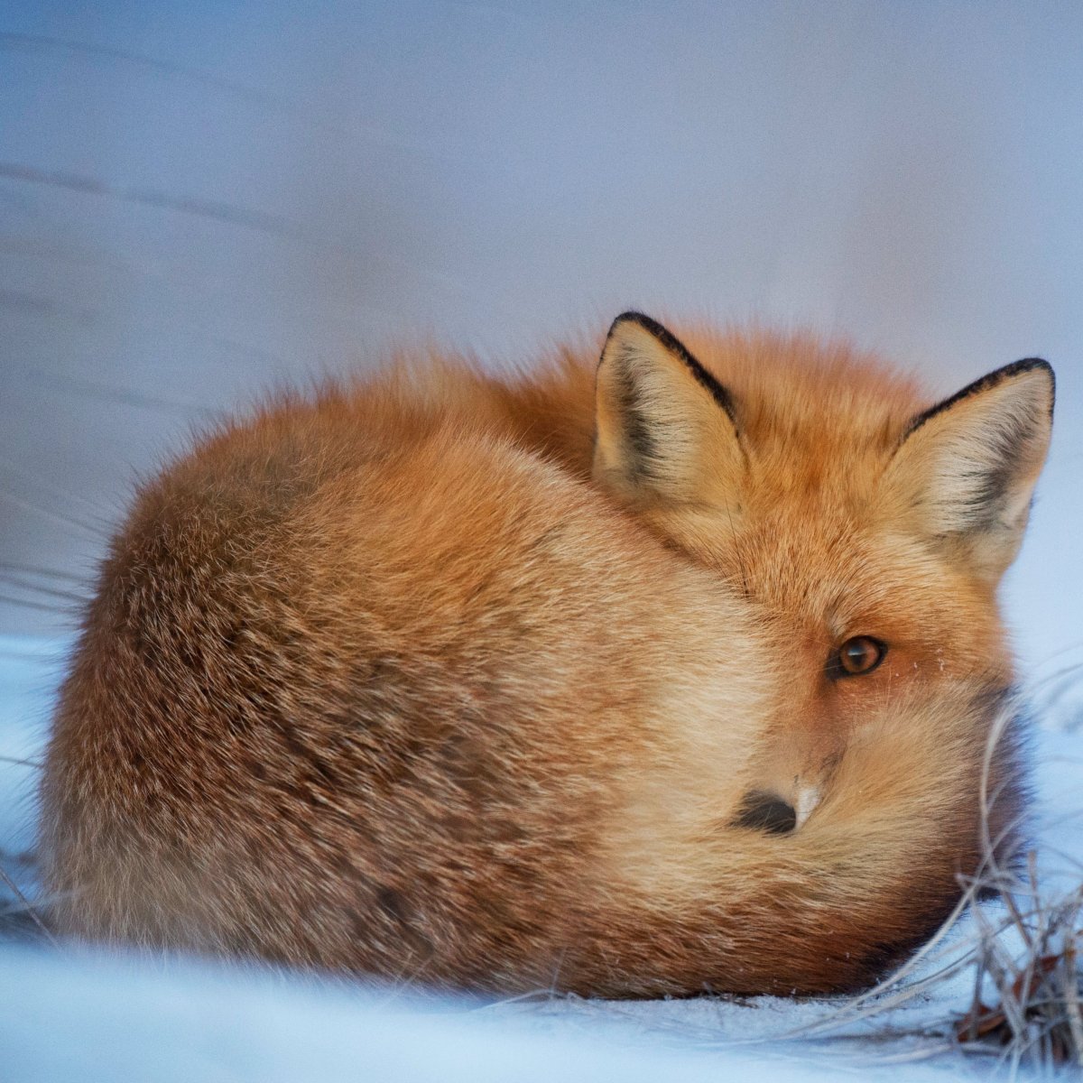 Доброе утро Лисенок