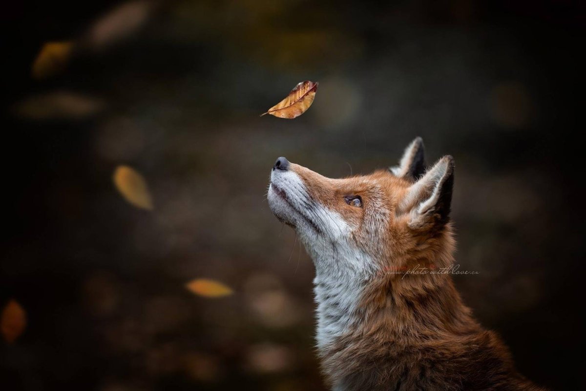 Лис в листве