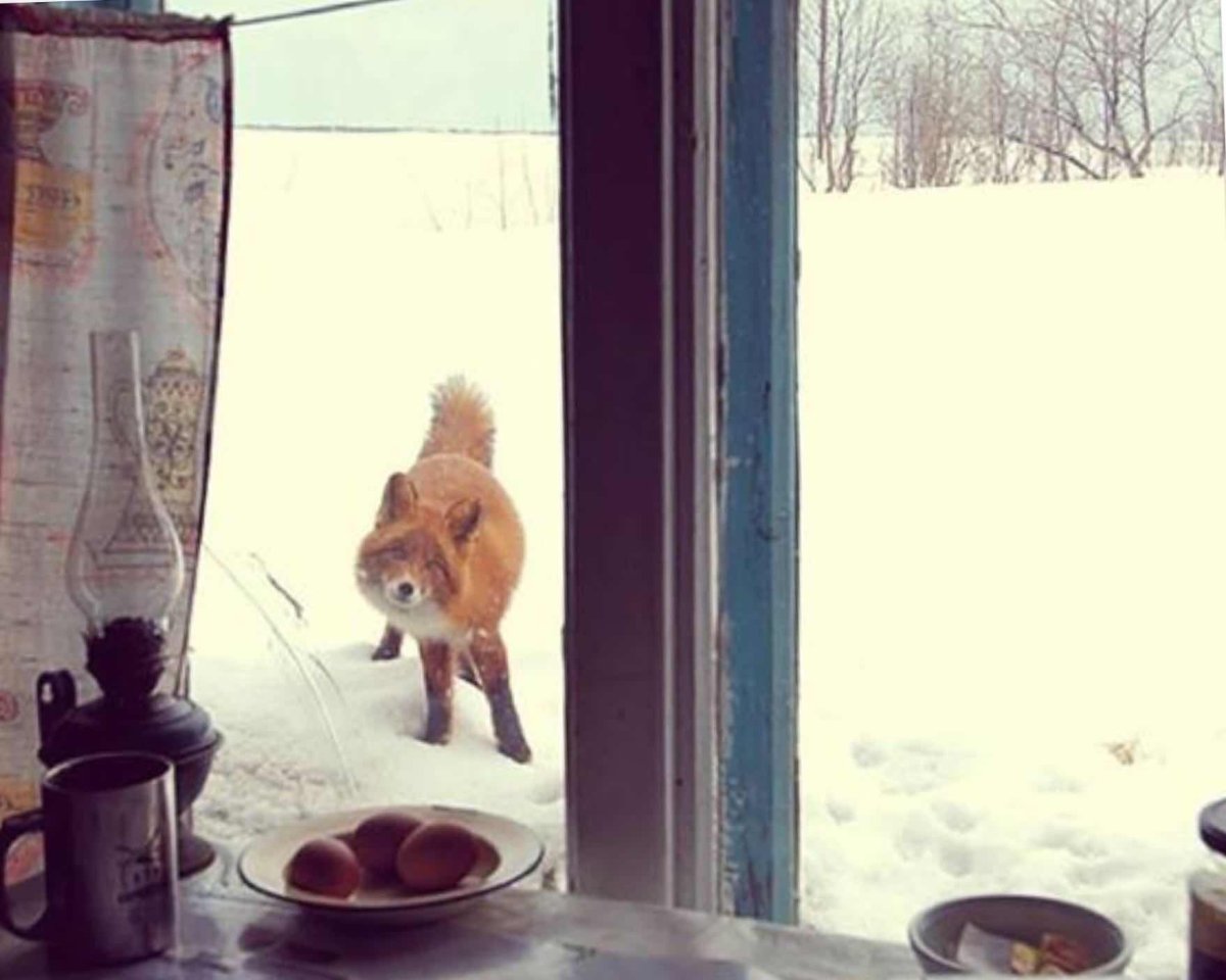 А Колобок выйдет