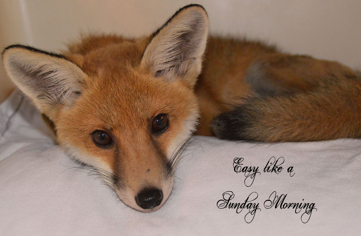 Пятничная лиса