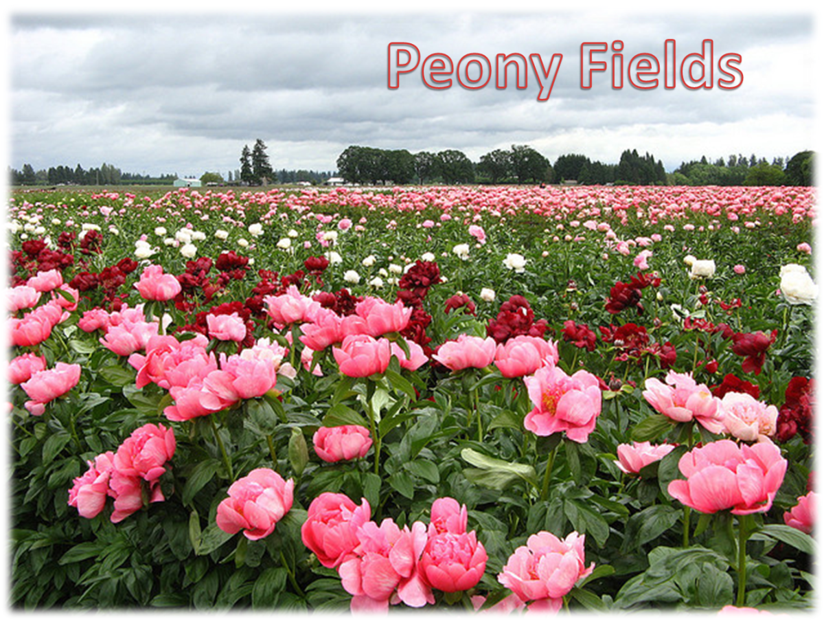 Пиони Пинк (Peony Pink)