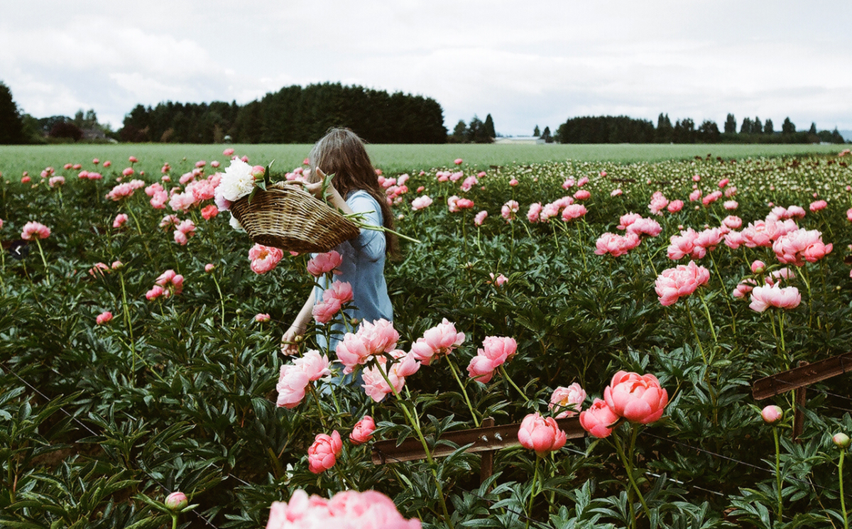 Пионы плантация