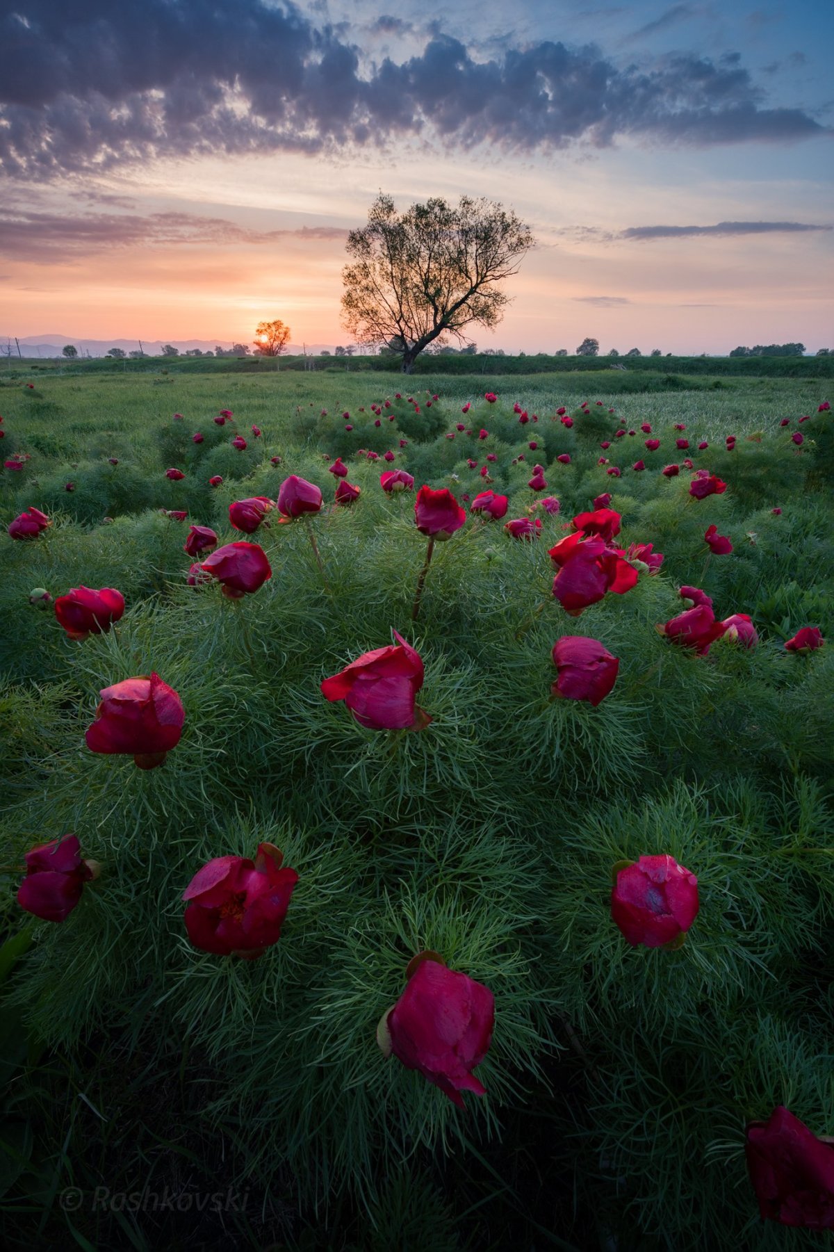 Пионы бутоновидные
